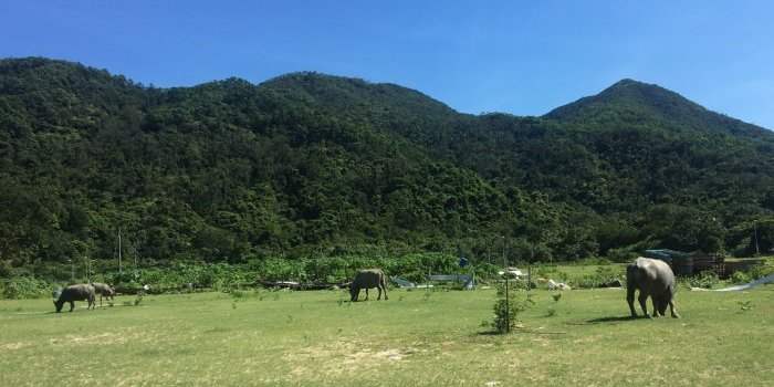 Marche des Buffles - Lantau Island