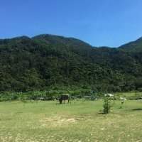 Marche des Buffles - Lantau Island